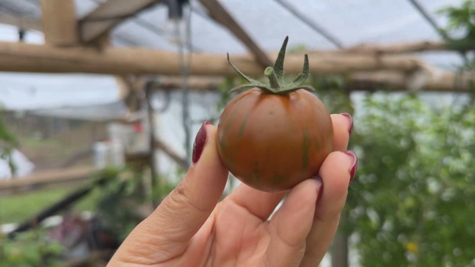 Agricultora inova com hortaliças exóticas e inspira produtores do Paraná
