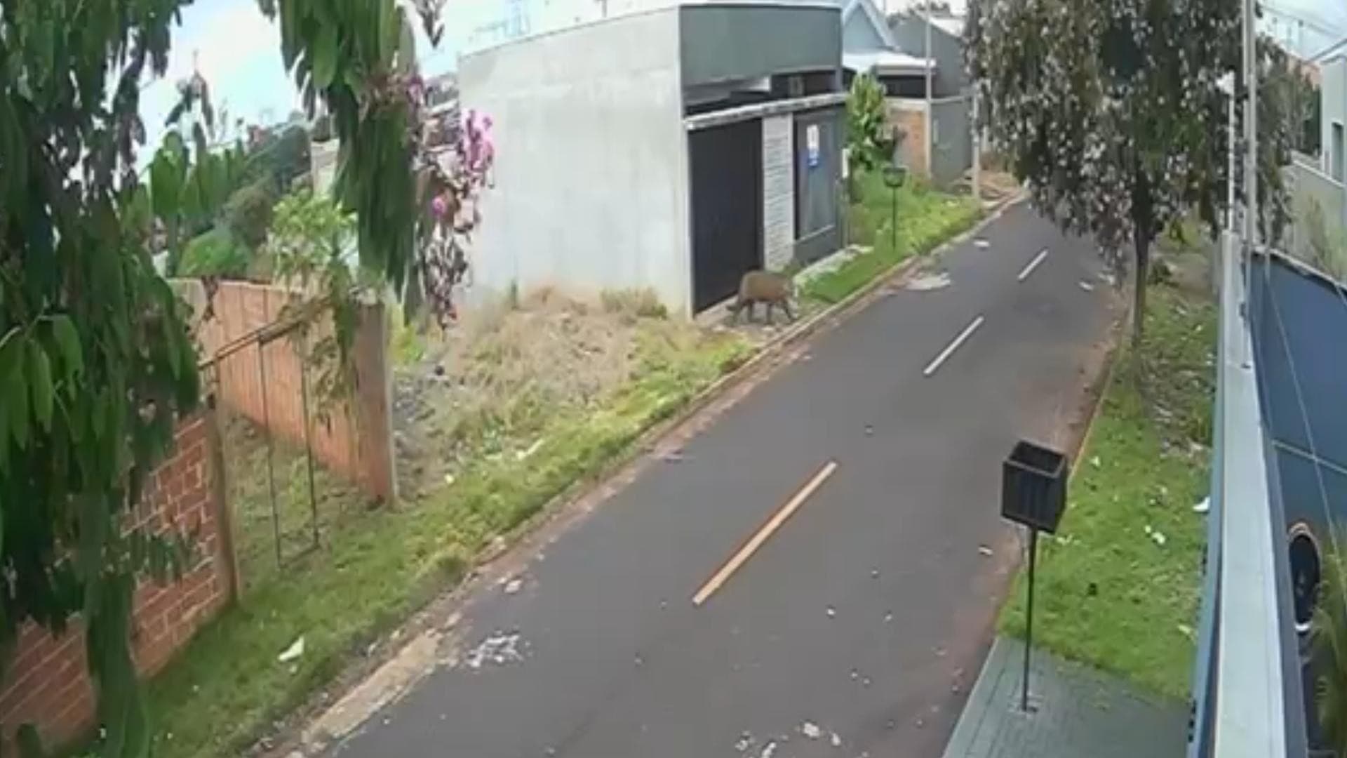 Onça-pintada aparece em zona urbana de Foz do Iguaçu e preocupa moradores